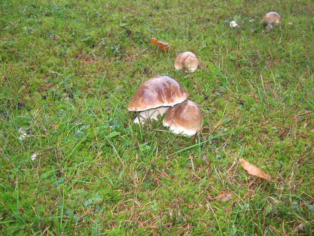 Penzion pod Dobákom Lazisko Exterior foto